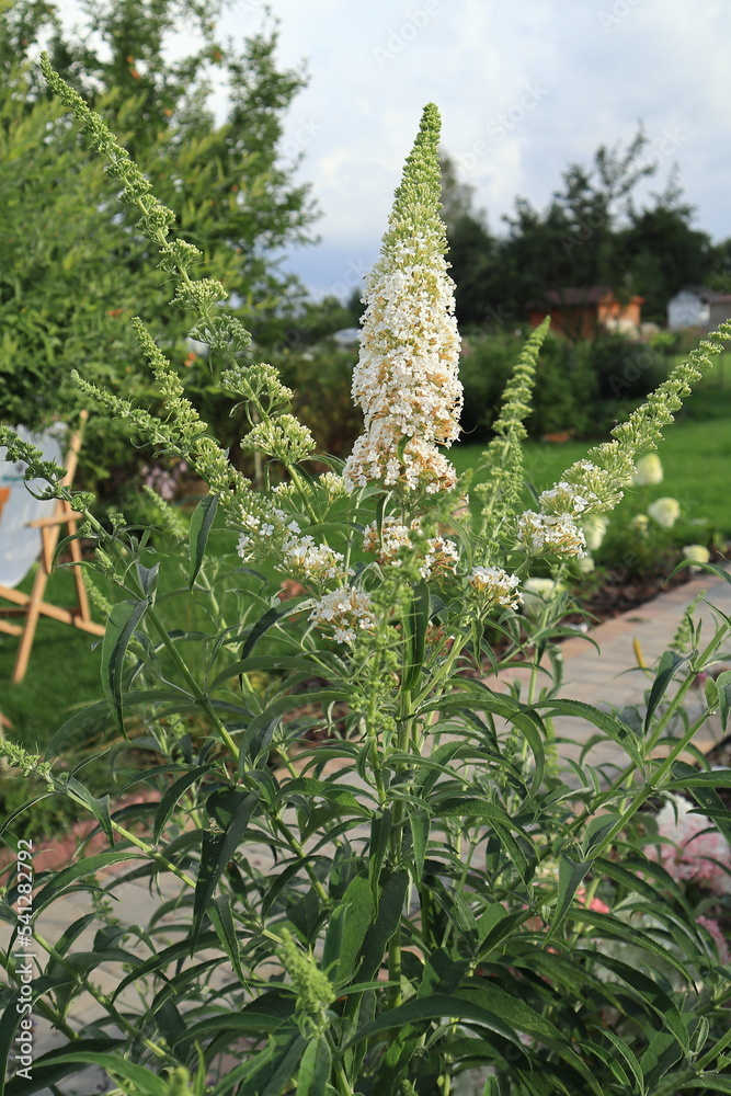 Budleja Davida White Profusion Buddleja davidii StockFoto Adobe Stock