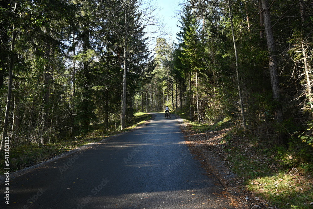road in the forest road in the forest