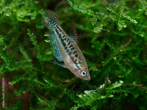 Sparkling gourami (Trichopsis pumila) eating bloodworm in patch of Taiwan moss (Taxiphyllum alternans) photo