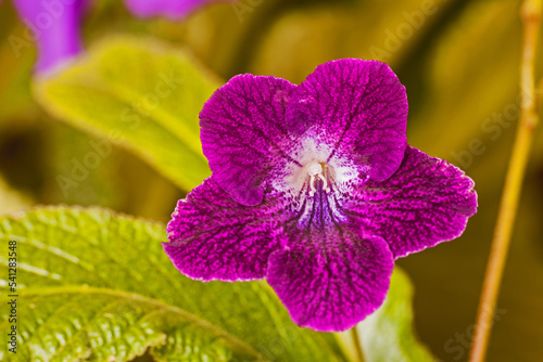 Streptocarpus 2875 photo