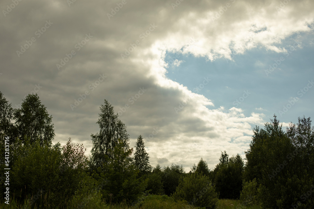 Nature in summer. Plants in park. Natural beauty. Nature in summer. Plants in park. Natural beauty.
