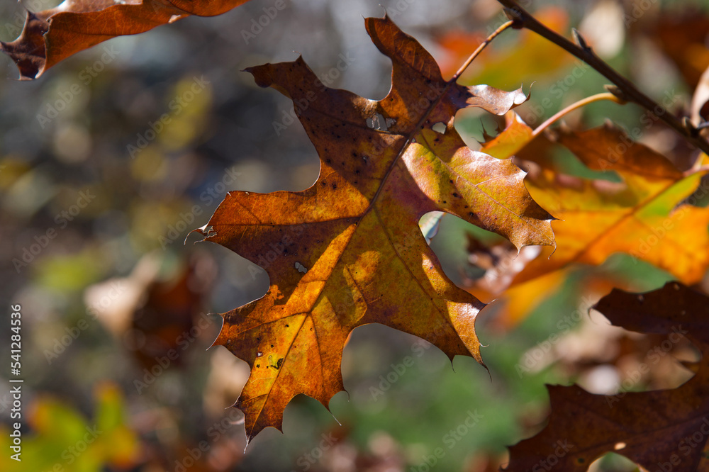 Fototapeta premium Seasonal Change