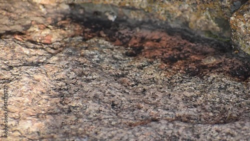 Chameleon eating ant on the rock