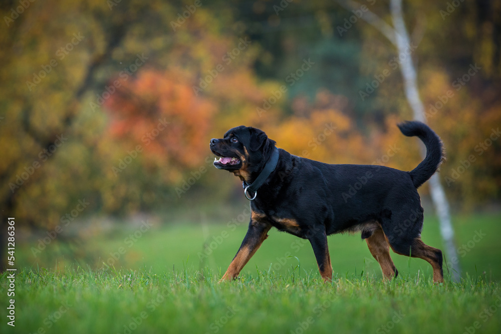 Rottweiler on the meadow in autumn