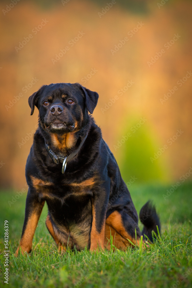 Rottweiler on the meadow in autumn