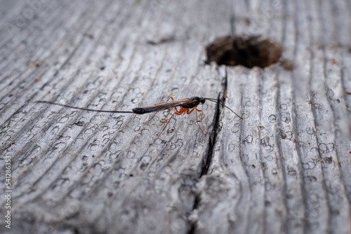 Sabre wasp (Rhyssa Persuasoria) on wooden boardwalk in Finnish forest, close-up.