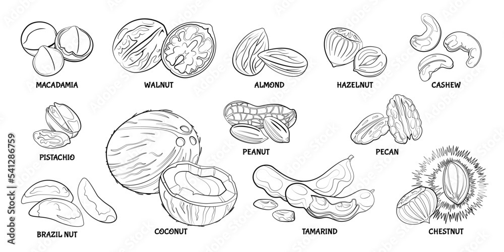 Nuts outline set. Simple macadamia, walnut, almond, hazelnut, cashew