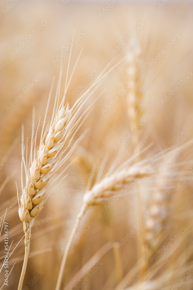 Detail of wheat head ready for harvest Detail of wheat head ready for harvest