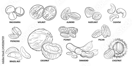 Nuts outline set. Simple macadamia, walnut, almond, hazelnut, cashew, pistachio, peanut, pecan, brazil nut, coconut, tamarind and edible chestnuts. Hand drawn nuts collection. Line art vector icons. 