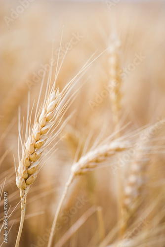Detail of wheat head ready for harvest