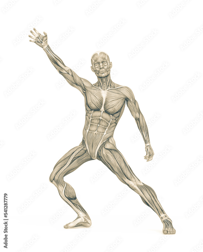 average man muscle maps average man muscle maps