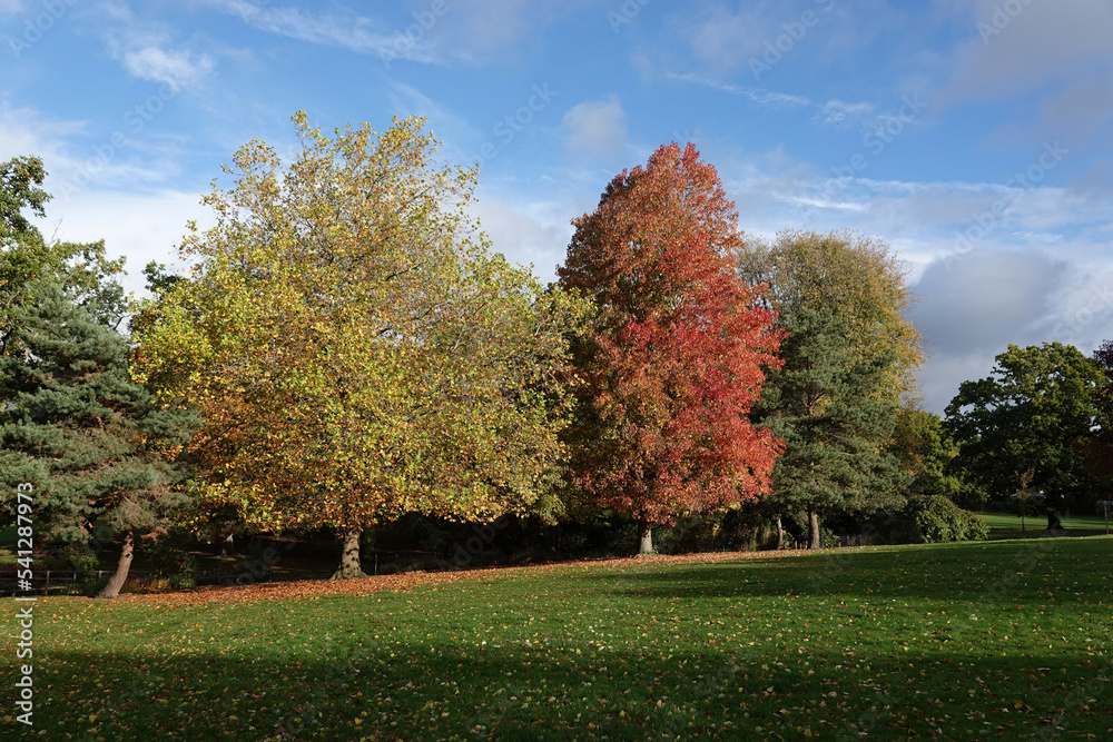 Autumn colours on the trees in a park. 