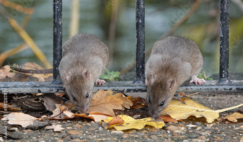 Принти на полотні Two brown rats perching on the bottom rail of a fence and sniffing the ground on an autumn day in a UK park