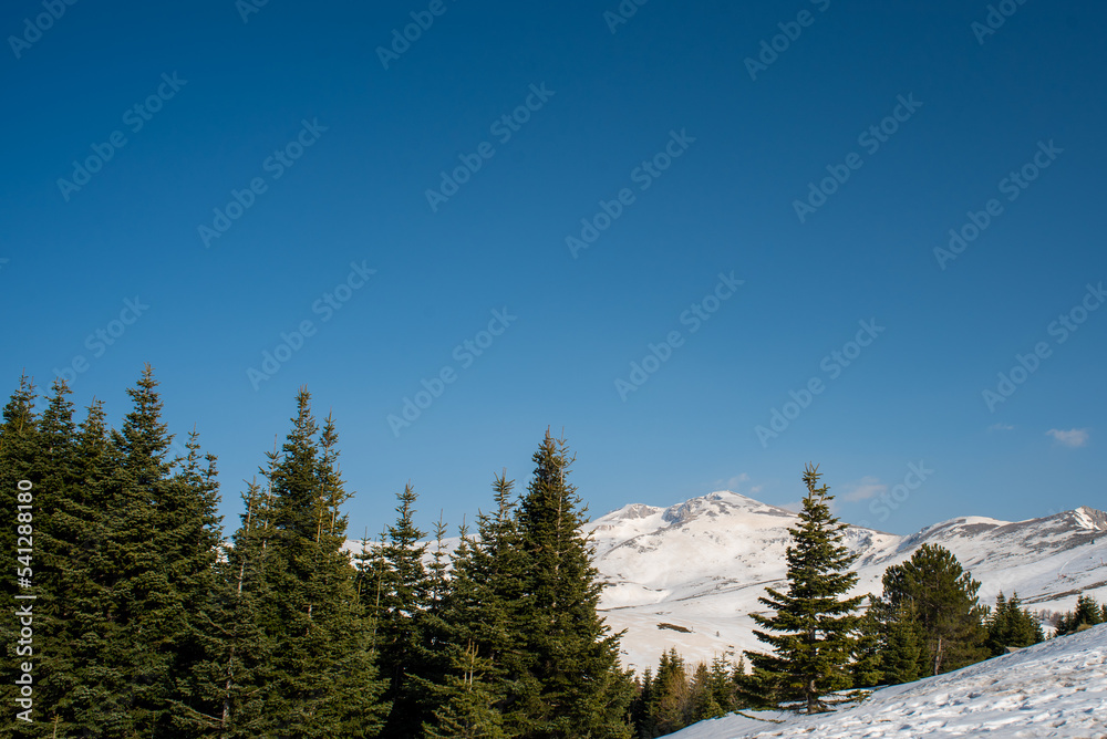 pine trees in the foreground snowy landscape from Uludag in the background