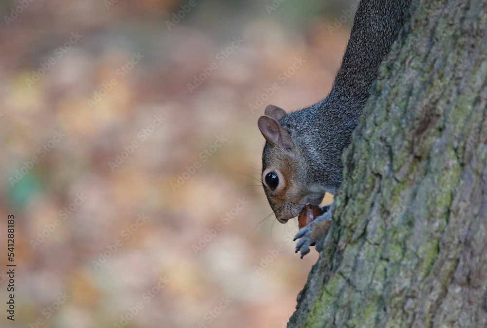 A grey squirrel on a tree trunk eating an acorn.  