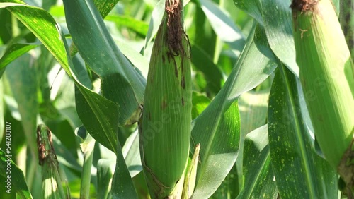 The tree of corn is a tree with a natural background. The tree is dry