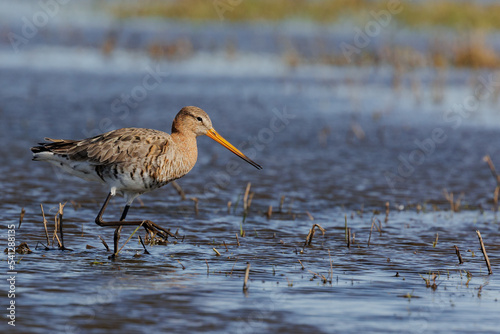 Black tailed godwit (Grutto) walking in the water.  photo