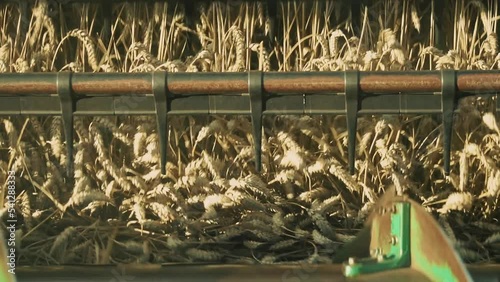 Shot of combine working on field. Footage of golden Ripening ears of wheat. Harvesting grain on agricultural field during late summer. Countryside. Agriculture, farmland