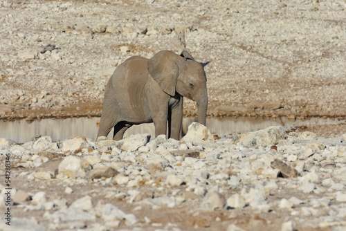 Afrikanischer Elefant (locodonta africana) am Wasserloch Olifantsbad im Etosha Nationalpark.  photo