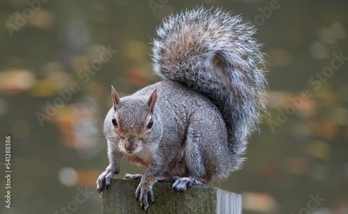 A grey squirrel perched on a fence post and looking at the camera against a defocused background.  photo