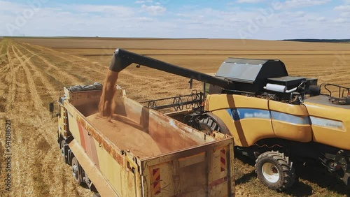 Combine unloading wheat during harvest. Field. Harvester in action. Rural landscape, countryside. Summertime, season. Process of gathering crops by agricultural machinery