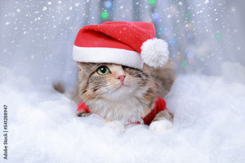 New Year holiday background. Cat with green eyes in a Santa Claus hat lies on a white background. Christmas Cat. Winter season. Greeting cards. Winter white frosty twigs.  Happy New Year 2023. Kitten