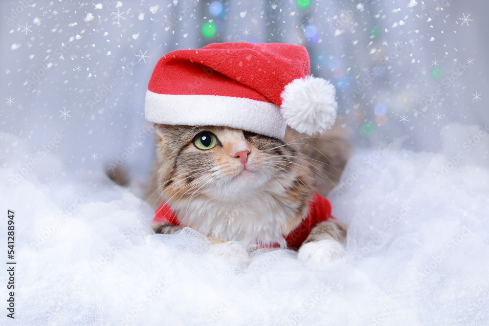 New Year holiday background. Cat with green eyes in a Santa Claus hat lies on a white background. Christmas Cat. Winter season. Greeting cards. Winter white frosty twigs. Happy New Year 2023. Kitten New Year holiday background. Cat with green eyes in a Santa Claus hat lies on a white background. Christmas Cat. Winter season. Greeting cards. Winter white frosty twigs. Happy New Year 2023. Kitten