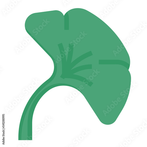 ginkgo flat icon
