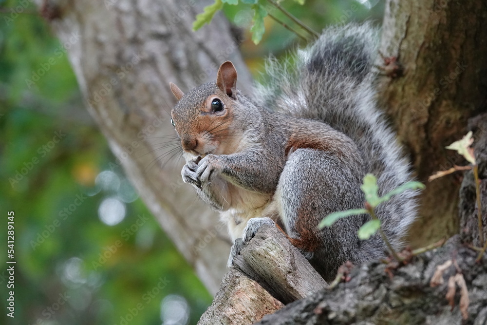 A low angle view of a grey squirrel perched in a tree eating an acorn. 