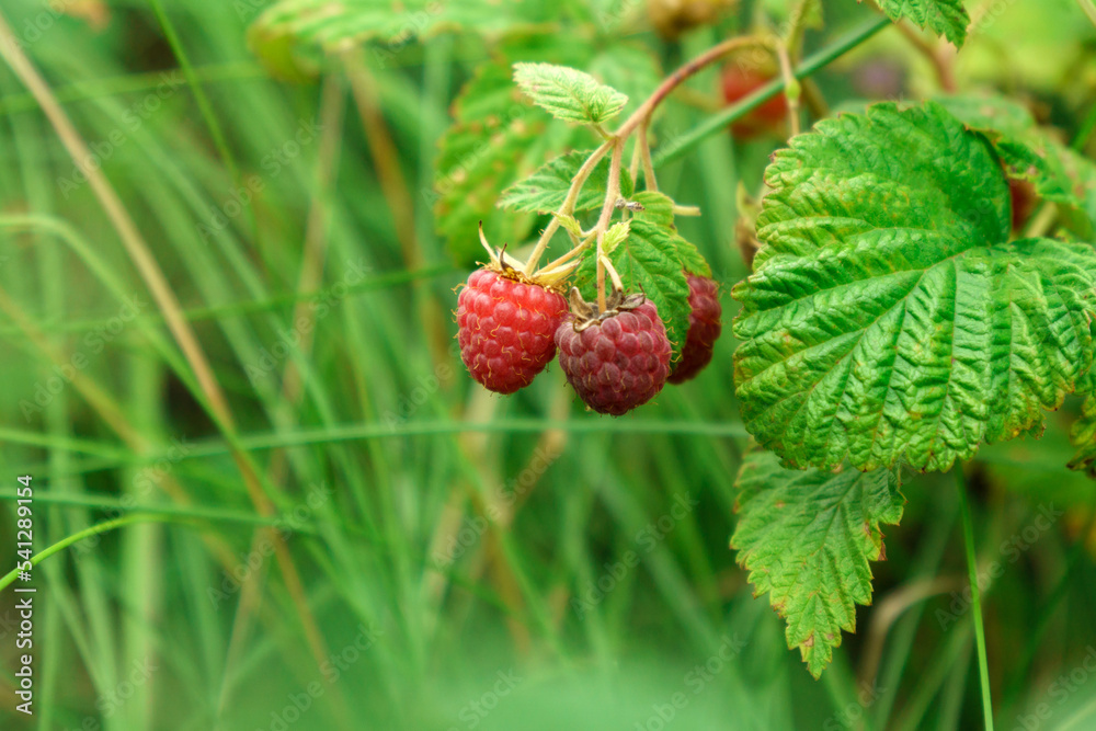 Organic raspberry. New harvest in summer on a raspberry bush. Delicious juicy red raspberries. Selective focus Organic raspberry. New harvest in summer on a raspberry bush. Delicious juicy red raspberries. Selective focus