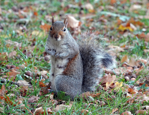 A grey squirrel sitting upright on the ground in a park. 