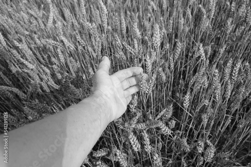 Farmer's hand on wheat field background in evening golden hour. Black and white photo. 