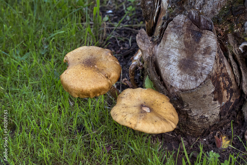 Honey Fungus growing at base of tree