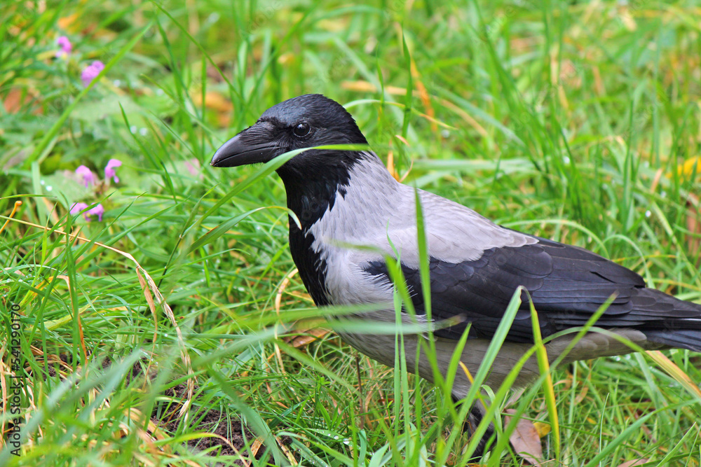 pensive crow among the lush autumn grass pensive crow among the lush autumn grass