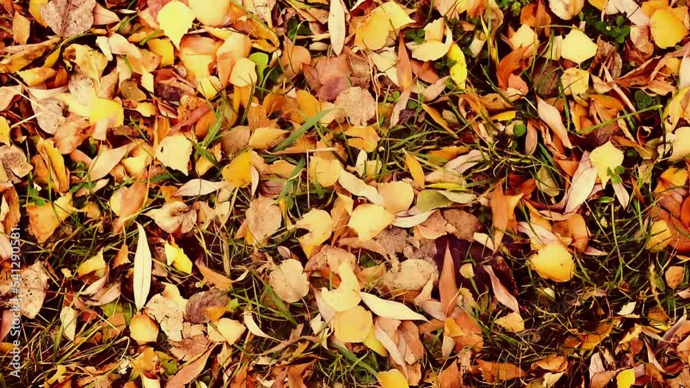Fallen autumn yellow and orange leaves lie on the ground. Autumn background. City garden or park Fallen autumn yellow and orange leaves lie on the ground. Autumn background. City garden or park