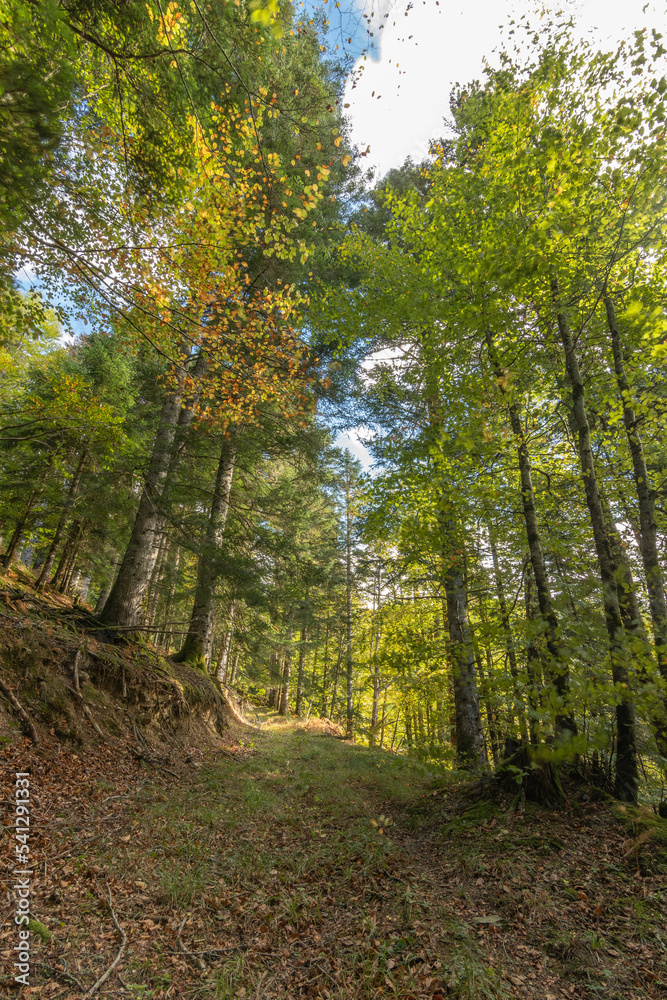Obraz premium selva de irati en otoño navarra