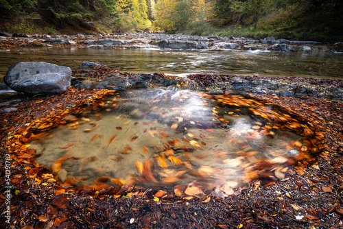 selva de irati en otoño navarra photo