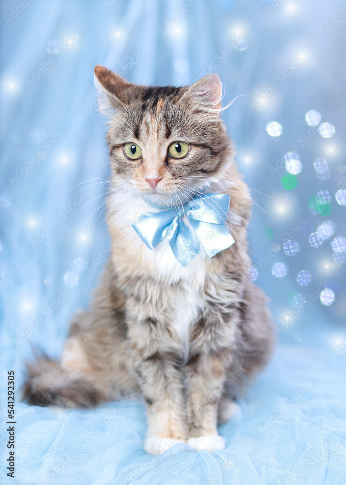 Portrait adorable Kitten large eyes. Cat on a blue background with sparkling lights or stars. Beautiful Kitten with a blue bow tie. Christmas card. Cat posing at camera. New Year holiday background Portrait adorable Kitten large eyes. Cat on a blue background with sparkling lights or stars. Beautiful Kitten with a blue bow tie. Christmas card. Cat posing at camera. New Year holiday background