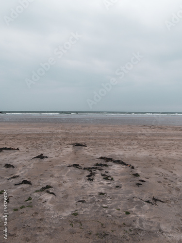 Seaweed on a beach. Cloudy weather on the coast. Minimalistic seascape, the horizon line above the sea. Cloudy sky.
