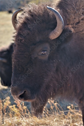 american bison in park national park