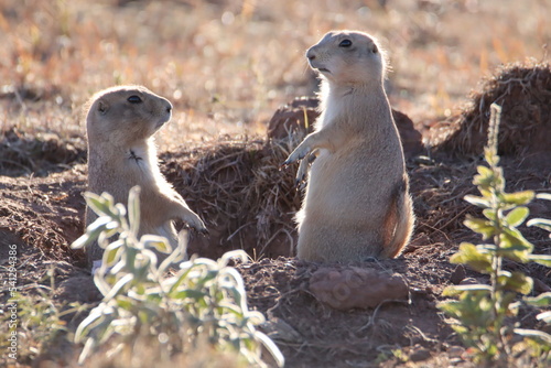 prairie dog on the rock