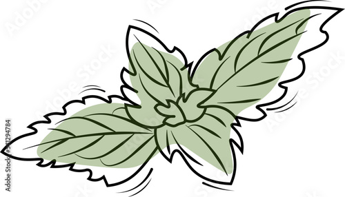 illustration of a mint leaf