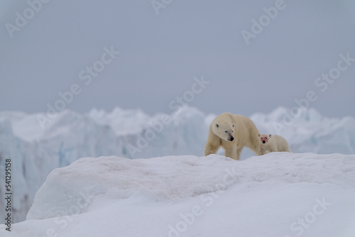 Une ourse polaire et son ourson devant le glacier de Gimle situé à l’ouest de l’île de Nordaustlandet qui fait partie de l’archipel du Svalbard dans l'océan Arctique.