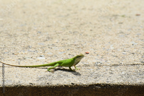 lizard on the stone