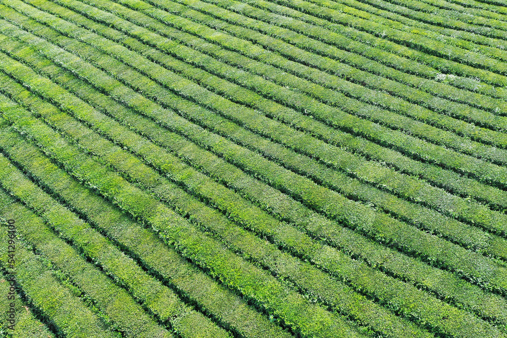 Tea plantation. Green velvety rows of tea bushes. Texture.  Shooting from a drone.