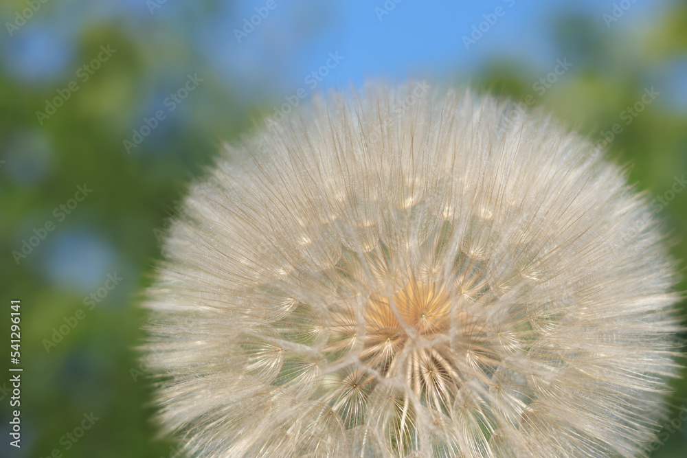Fototapeta premium Silhouette head of Dandelion flower on a beautiful natural blurred background. Dandelion flower. Taraxacum Erythrospermum. Abstract nature background of Dandelion in spring. Seed macro close up.