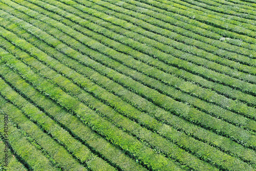 Tea plantation. Green velvety rows of tea bushes. Texture. Shooting from a drone.