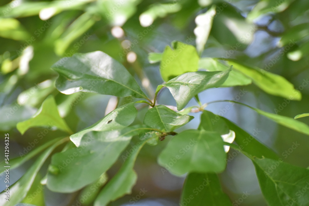 Obraz premium green leaves in the rain