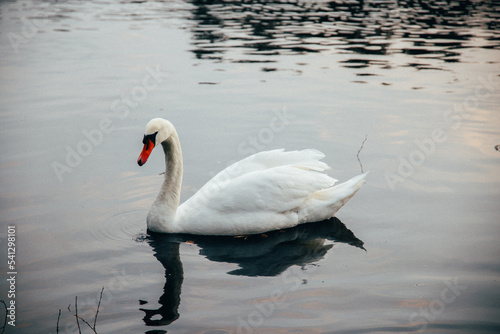 swan swimming gracefully in a lake or pound  dark color  summer time  nature
