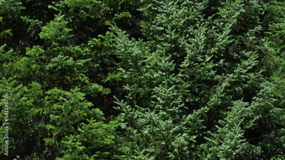 Sunlit evergreen trees on breezy, sunny day. Green, natural background. Sunlit evergreen trees on breezy, sunny day. Green, natural background.